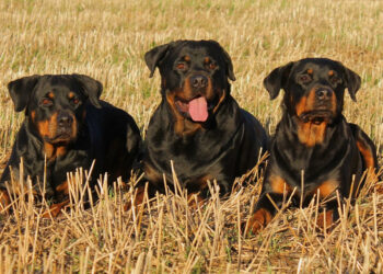 Rottweiler coinvolti nell’incidente a Manziana