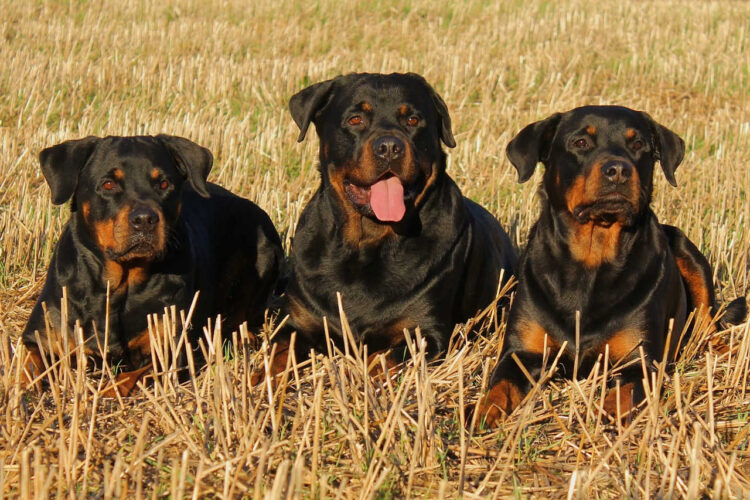 Rottweiler coinvolti nell’incidente a Manziana