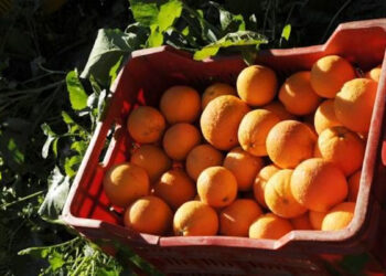 Preso il ladro di arance a Vittoria