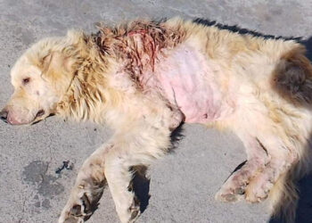 Cane ferito con un colpo di fucile da caccia: salvato a Comiso