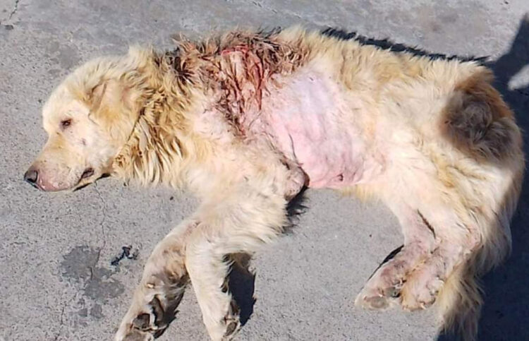 Cane ferito con un colpo di fucile da caccia: salvato a Comiso