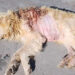 Cane ferito con un colpo di fucile da caccia: salvato a Comiso