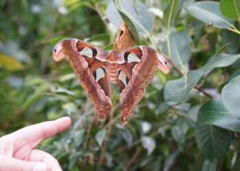 Ragusa, la Lav interviene sulla casa delle farfalle “farfalle vere, vive ma prigioniere”