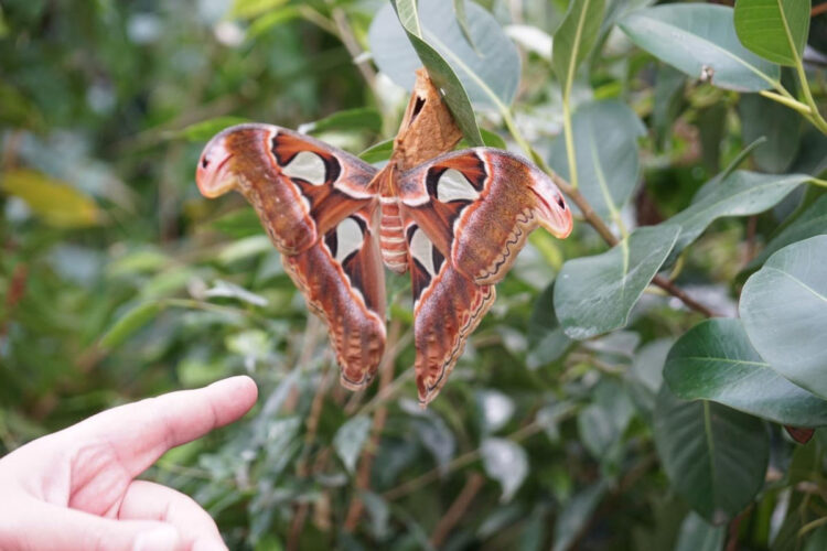 Ragusa, la Lav interviene sulla casa delle farfalle “farfalle vere, vive ma prigioniere”