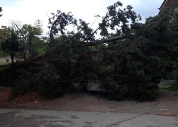 Maltempo in Sicilia, alberi caduti e camion ribaltato dal vento forte