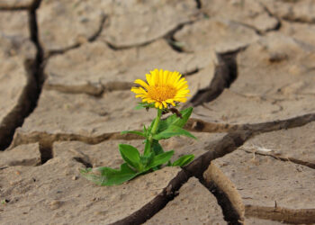Campo: Sammartino chiede a Schifani lo stato di calamita per la siccità?