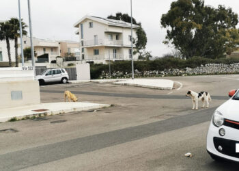 Ragusa: non solo polemiche ma anche critiche