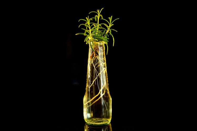 Applicazione dell’olio di rosmarino per i capelli