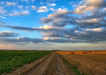 Crisi agricola Sicilia, Abbate: utilizzare fondi POC