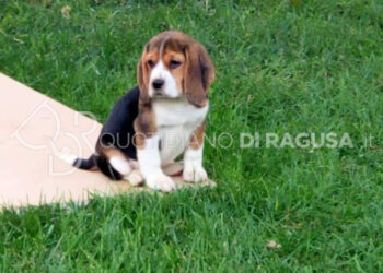 Beagle: il cane che fa impazzire tutti