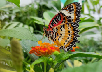 Pasqua e Pasquetta: farfalle in festa a Ragusa e Palermo