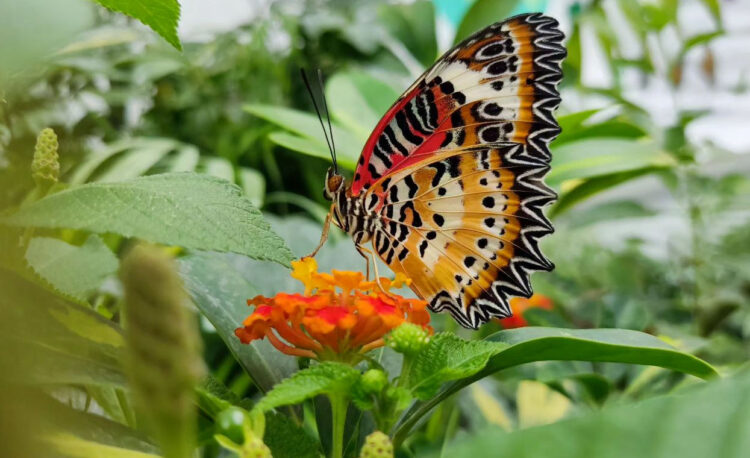Pasqua e Pasquetta: farfalle in festa a Ragusa e Palermo