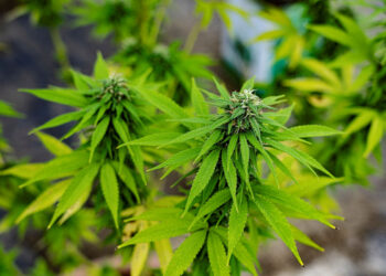 Ispica, coltivava marijuana in casa: arrestato