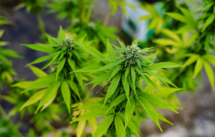 Ispica, coltivava marijuana in casa: arrestato