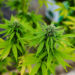 Ispica, coltivava marijuana in casa: arrestato