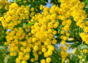 8 marzo a Modica: iniziative per la Giornata della donna