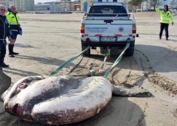 Pesce Luna gigante spiaggiato: pesa mille chili