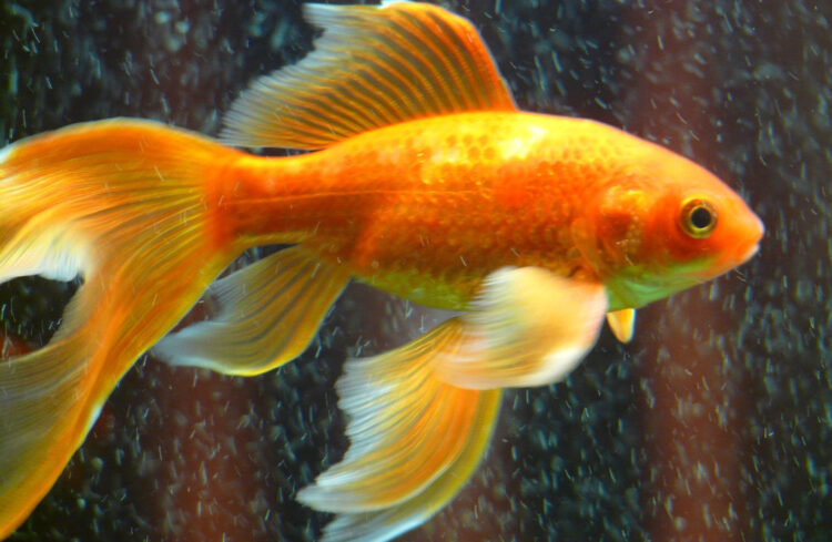 Pasquetta è il 1 di aprile, ma non è un pesce d'aprile