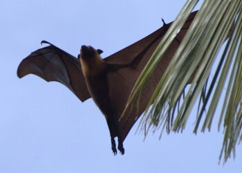 Pipistrello gigante esiste: apertura alare 1,7 metri