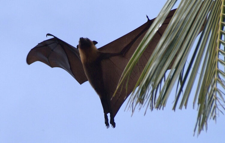Pipistrello gigante esiste: apertura alare 1,7 metri