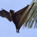 Pipistrello gigante esiste: apertura alare 1,7 metri