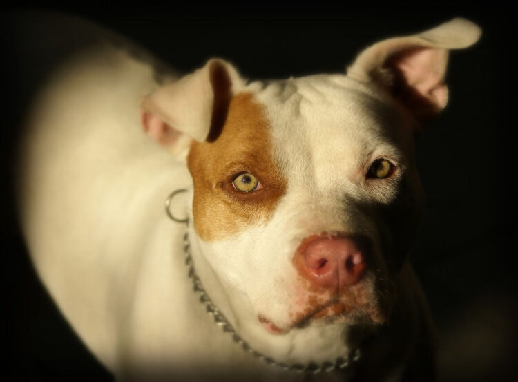 Figlia incinta e madre azzannate da pitbull durante lite