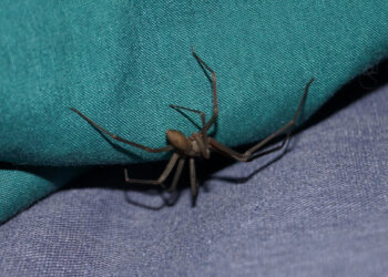 Ragno violino in Sicilia: dove si nasconde e come riconoscerlo