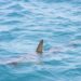 Squalo elefante di 8 metri avvistato a Trieste