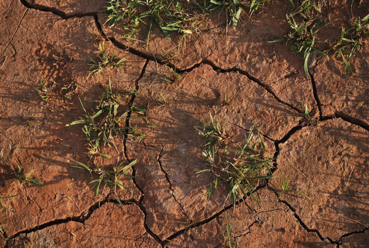 Siccità e crisi settore agricolo: le proposte di Confagricoltura Sicilia