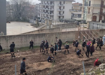 Ragusa: 51 nuovi ulivi