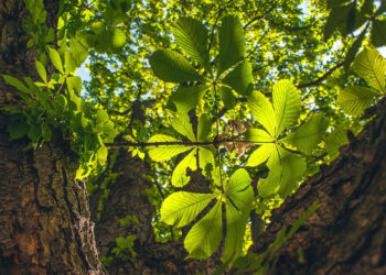 Scopri dove si trova l'albero più antico d'Europa