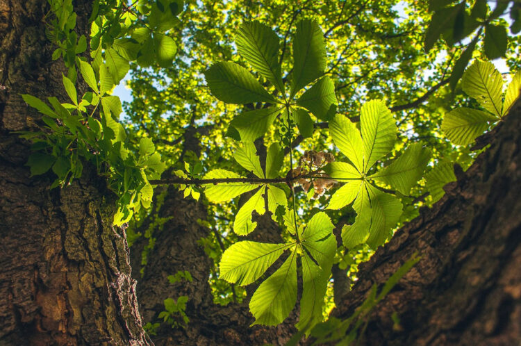Scopri dove si trova l'albero più antico d'Europa