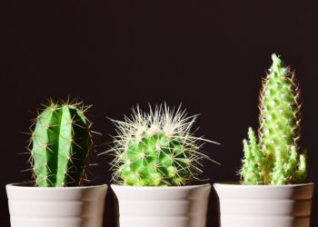 10 piante della fortuna da tenere in casa