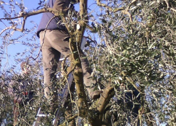 Vittoria, cade da un albero: è in rianimazione