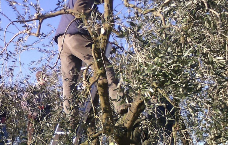 Vittoria, cade da un albero: è in rianimazione