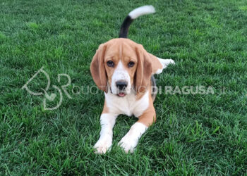 Se il cane ti mette le zampe addosso non appena ti vede, attenzione: ecco il vero motivo