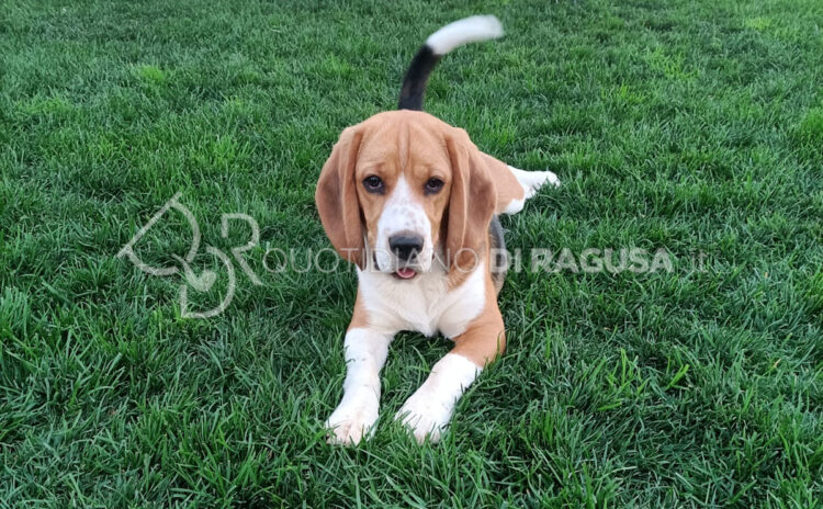 Se il cane ti mette le zampe addosso non appena ti vede, attenzione: ecco il vero motivo