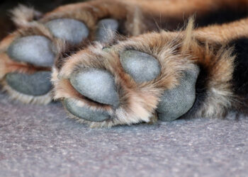 Comiso, presunto avvelenamento di 4 cani