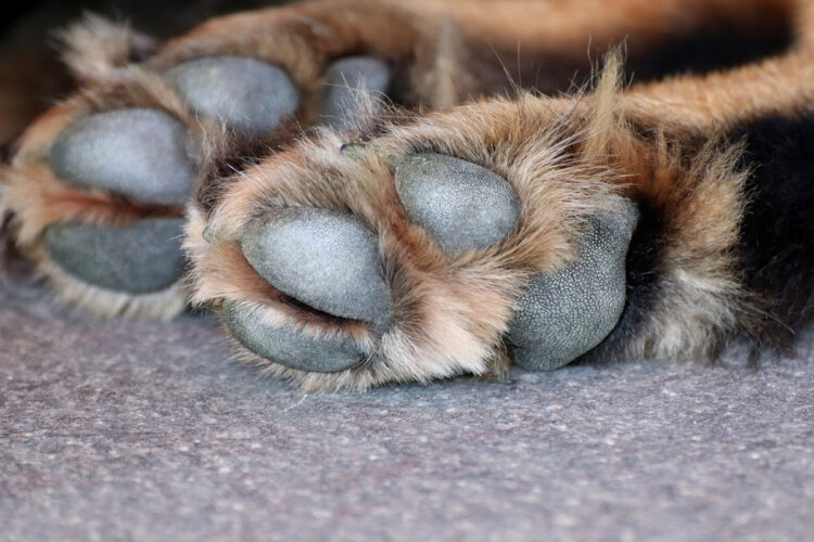 Comiso, presunto avvelenamento di 4 cani
