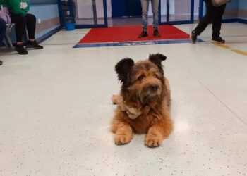 Il cane Francesco aspetta per ore il padrone davanti al pronto soccorso di Perugia