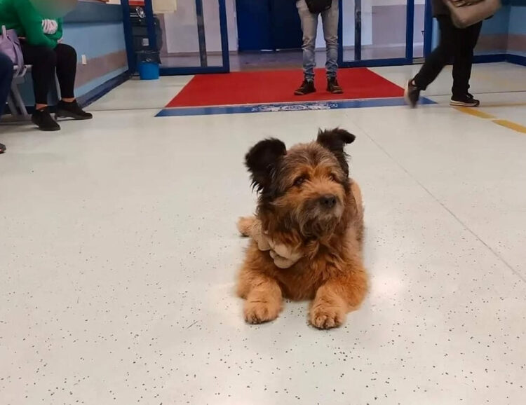 Il cane Francesco aspetta per ore il padrone davanti al pronto soccorso di Perugia