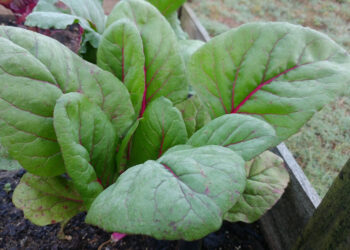 Mangiare per la salute del cuore: 5 gruppi di alimenti contro il colesterolo