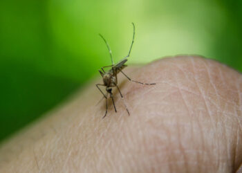 Dengue, 117 casi in Italia nel 2024. Pregliasco: saliranno a 500-1.000