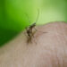 Dengue, 117 casi in Italia nel 2024. Pregliasco: saliranno a 500-1.000