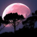 Calendario lunare 2024, arriva la Luna Rosa di aprile: ecco quando