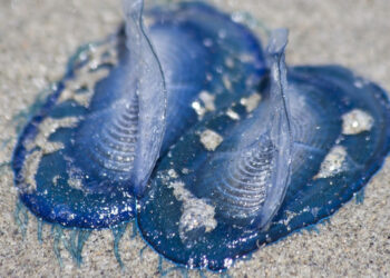 La Velella Velella colora di blu i mari italiani