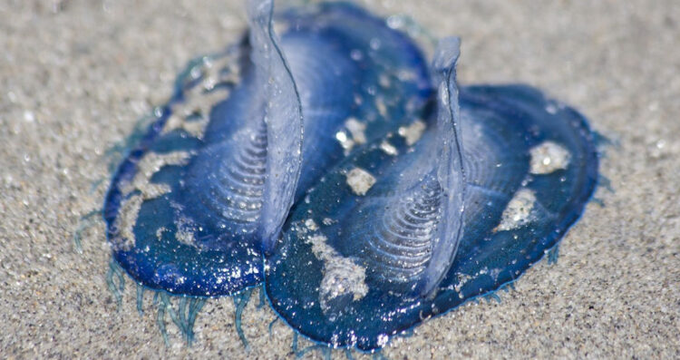 La Velella Velella colora di blu i mari italiani