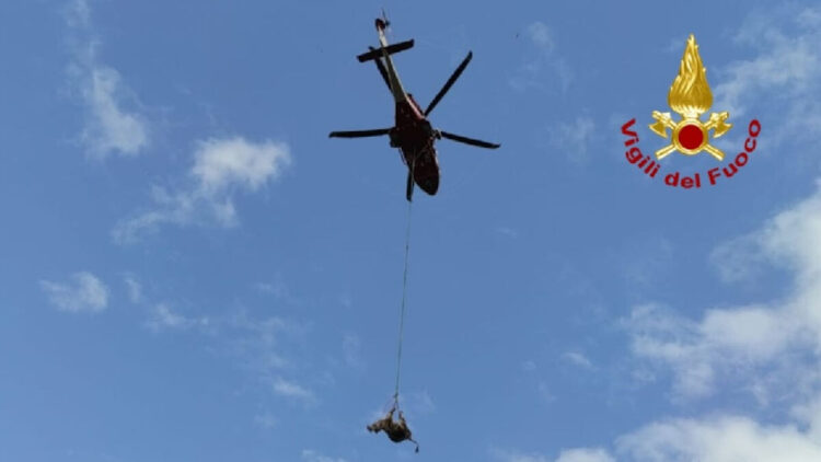 Mucca in un burrone a Modica: salvata