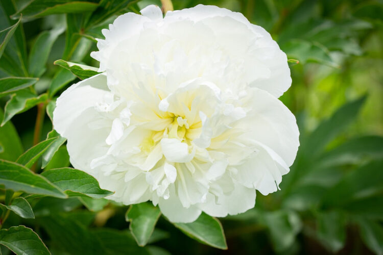 10 piante della sfortuna da non tenere a casa avvolte da mistero e superstizione