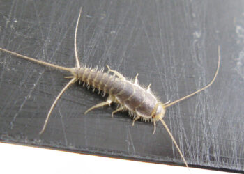 Pesciolini d'Argento in bagno: cause, rischi per la salute e come eliminarli